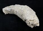 Fossil Horn Coral (Placosmilia) - Cretaceous #25603-1